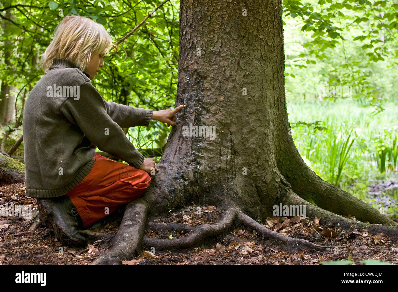 Le sanglier, le porc, le sanglier (Sus scrofa), enfant assis en face d'un arbre se gratter, indiquant sur le grattage des traces des sangliers, après avoir enlevé l'écorce, Allemagne Banque D'Images