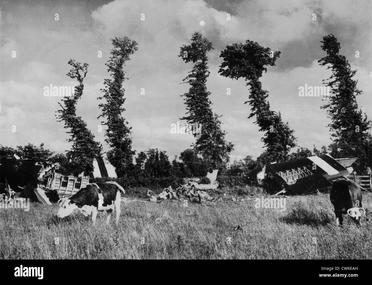 Vaches et Horsa glders en Normandie, Juin 1944 Banque D'Images