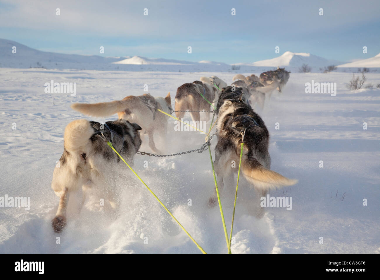 Chien domestique (Canis lupus f. familiaris), en traîneau à chiens 14 paysage de neige, en vue du traîneau sur les chiens, la Norvège, le Parc National de Dovrefjell Sunndalsfjella Banque D'Images