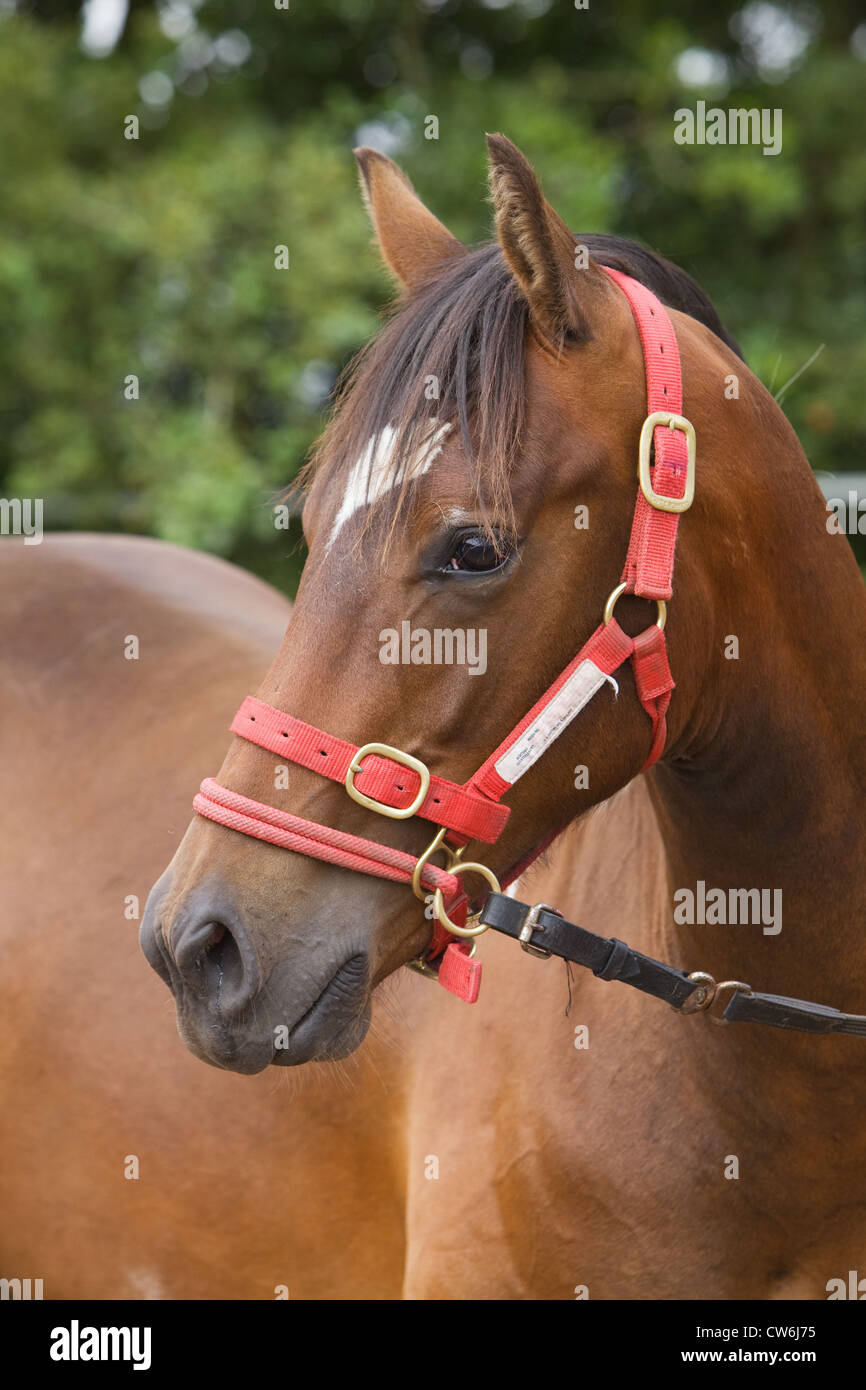 Un portrait d'un cheval debout à l'extérieur dans la campagne anglaise Banque D'Images