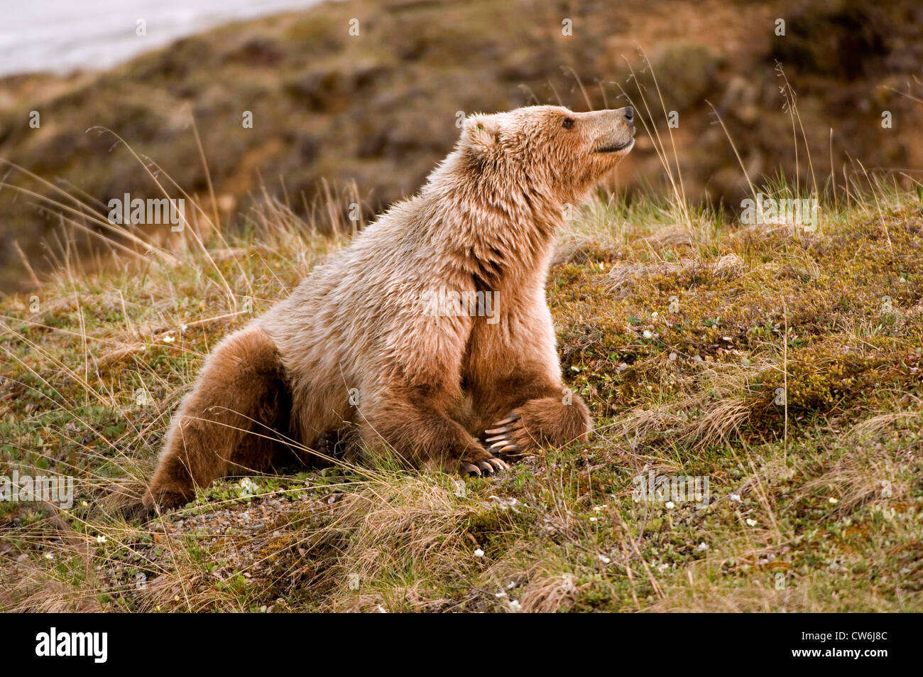 Ours brun (Ursus arctos), couchée dans un pré, USA, Alaska, Denali Nationalpark Banque D'Images