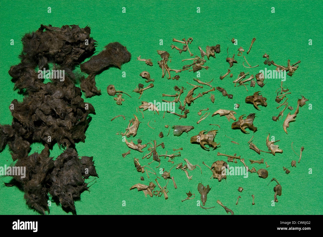 Effraie des clochers (Tyto alba), pellet, os de proie, Allemagne Banque D'Images