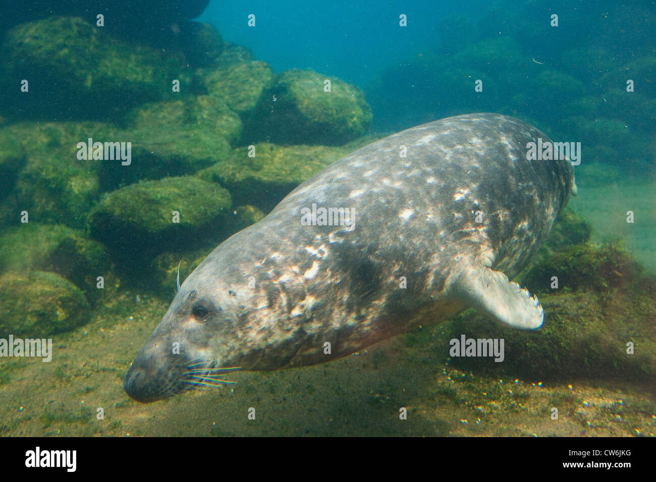 Phoque gris (Halichoerus grypus), plongée sous l'eau, de l'Allemagne Banque D'Images