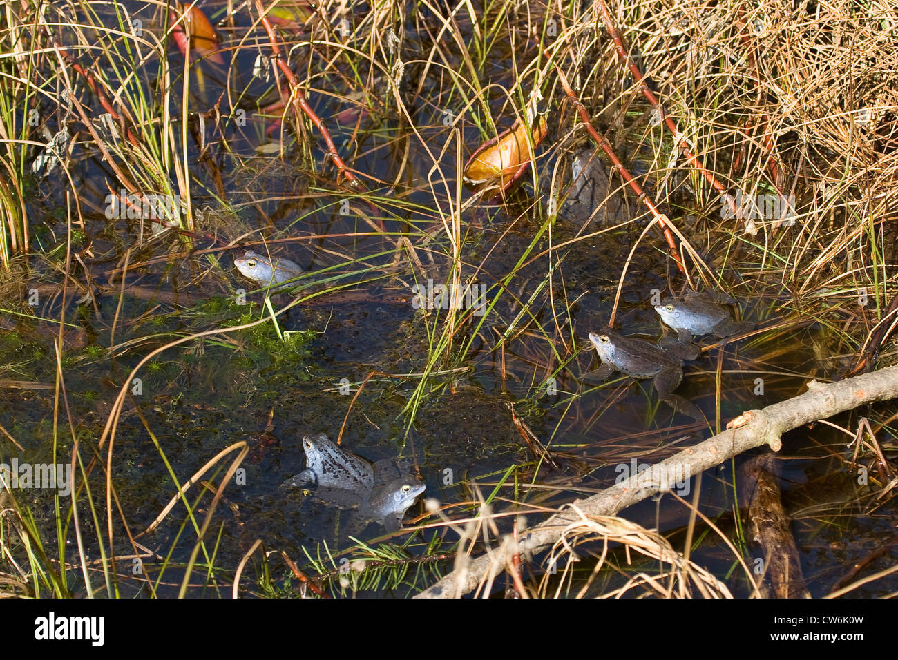 Moor frog (Rana arvalis), certains mâles assis dans une lande à frayer des agrégats, Allemagne Banque D'Images