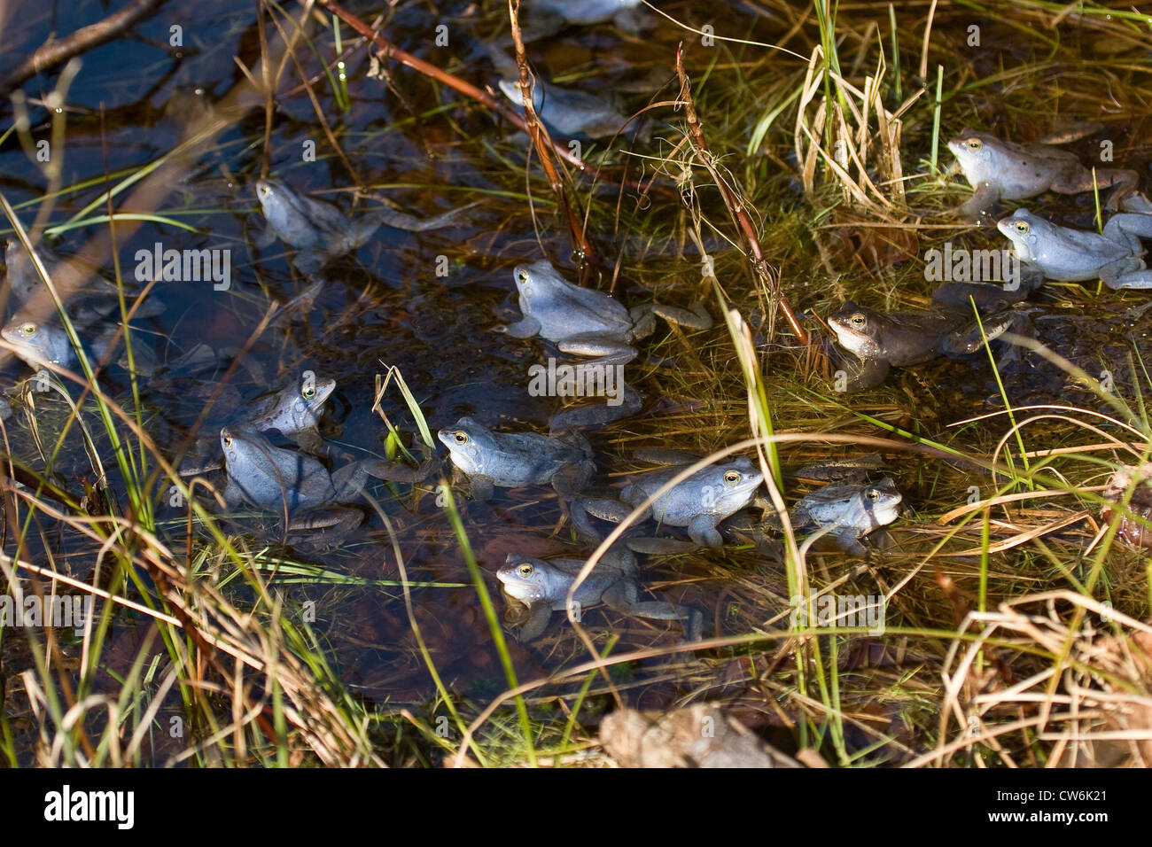 Moor frog (Rana arvalis), certains mâles assis dans une lande à frayer des agrégats, Allemagne Banque D'Images