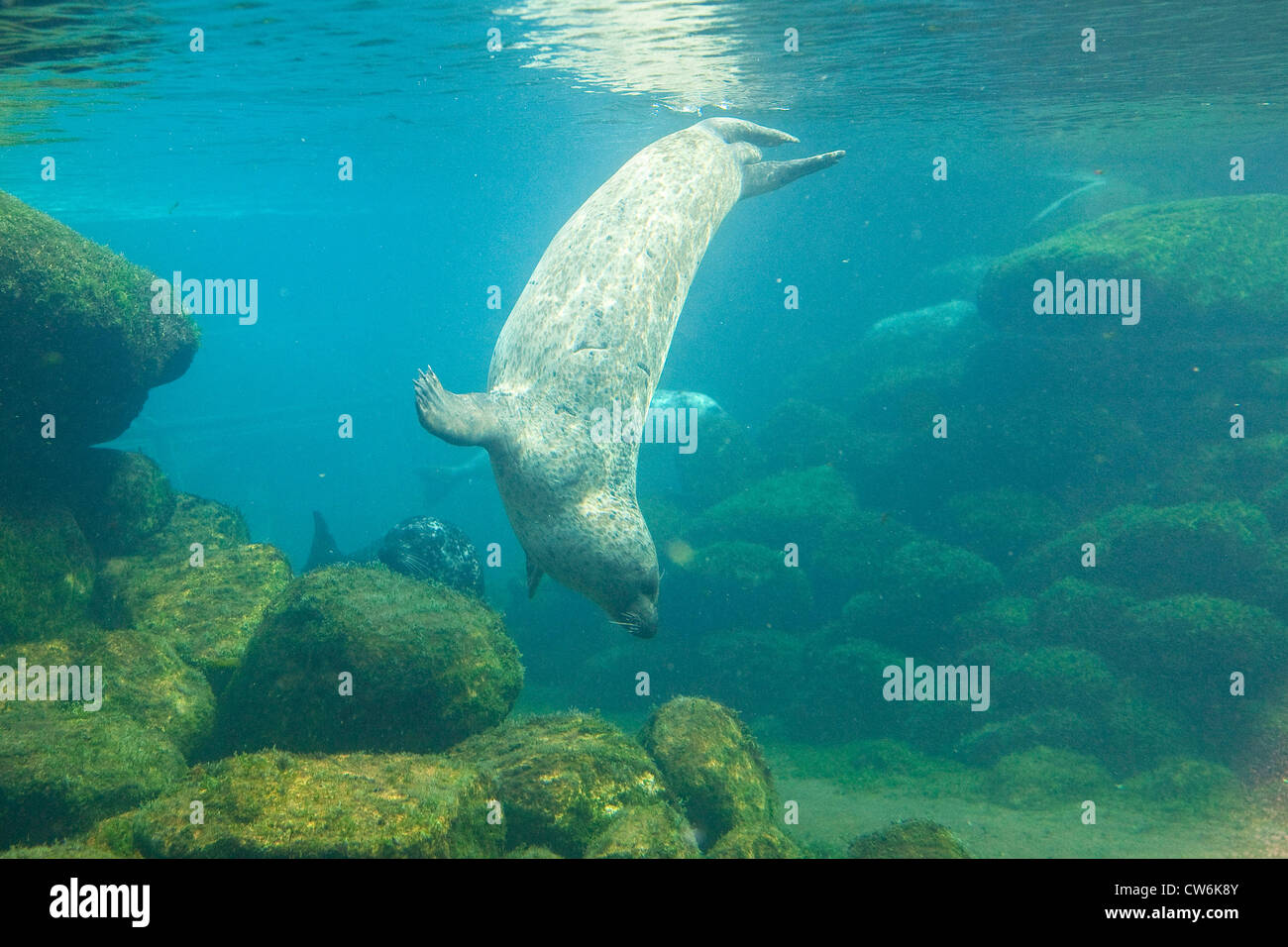 Le phoque, phoque commun (Phoca vitulina), plongée, Allemagne Banque D'Images