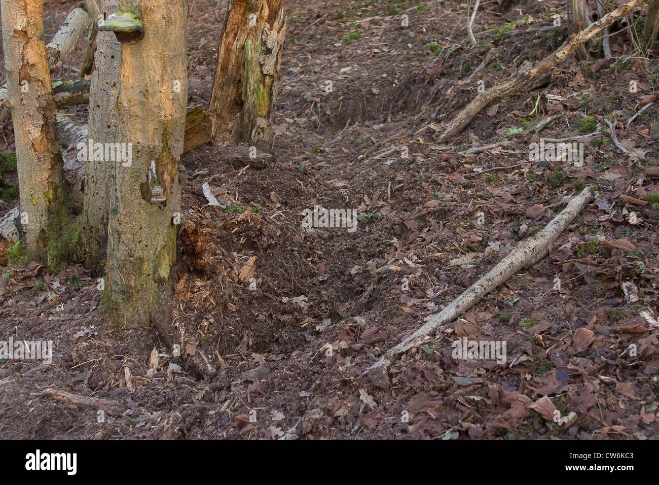 Le sanglier, le porc, le sanglier (Sus scrofa), forêt sol ratissé jusqu'à la recherche de nourriture, Allemagne Banque D'Images