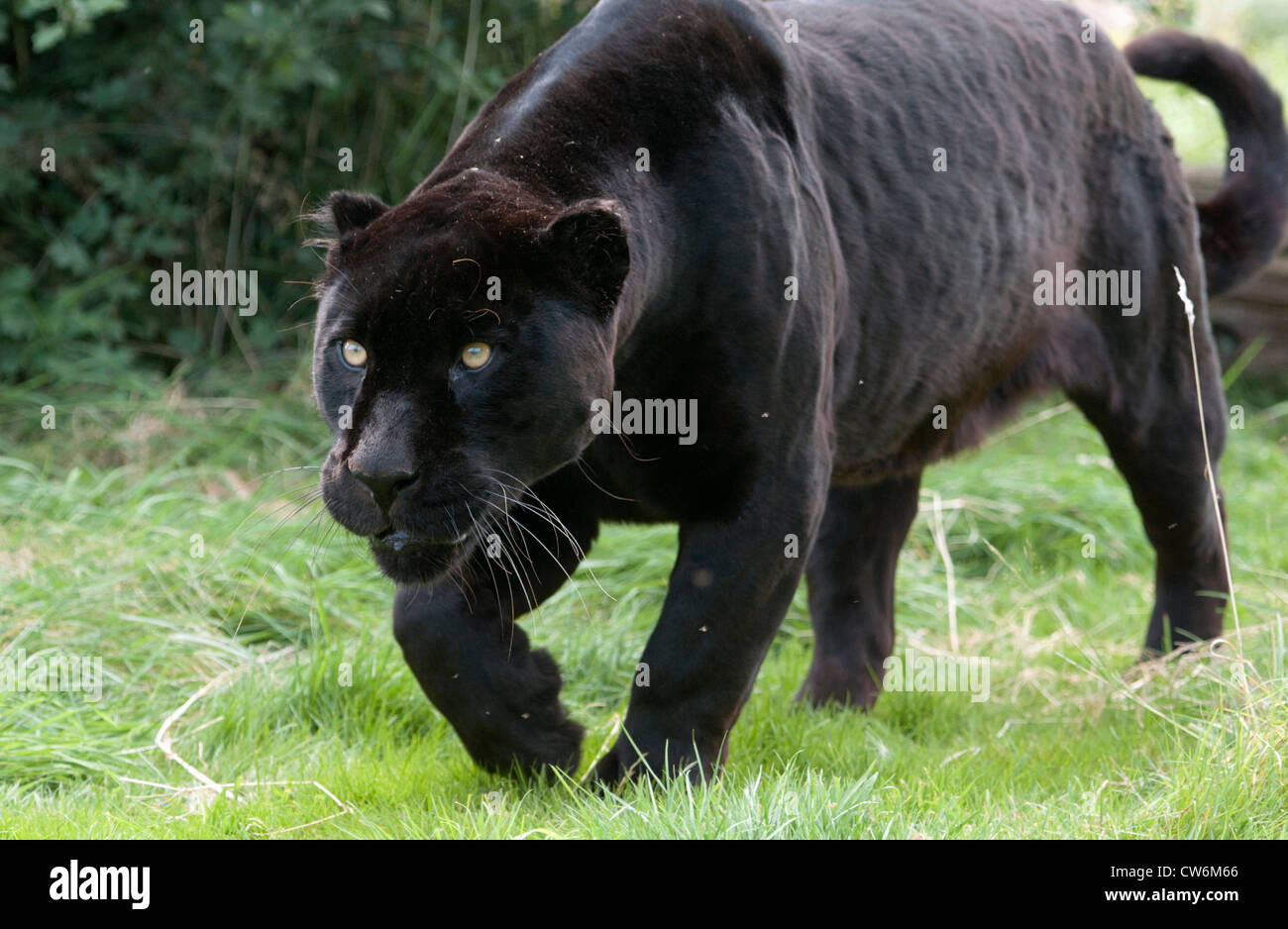 Prowling jaguar noir femelle Banque D'Images