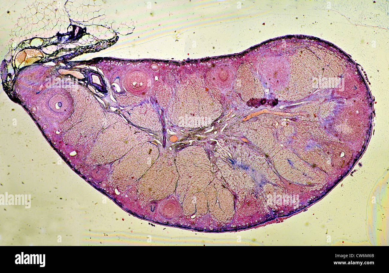 Les gens, les êtres humains, les humains (Homo sapiens sapiens), l'ovaire avec follicules ovariennes clairement visibles Banque D'Images