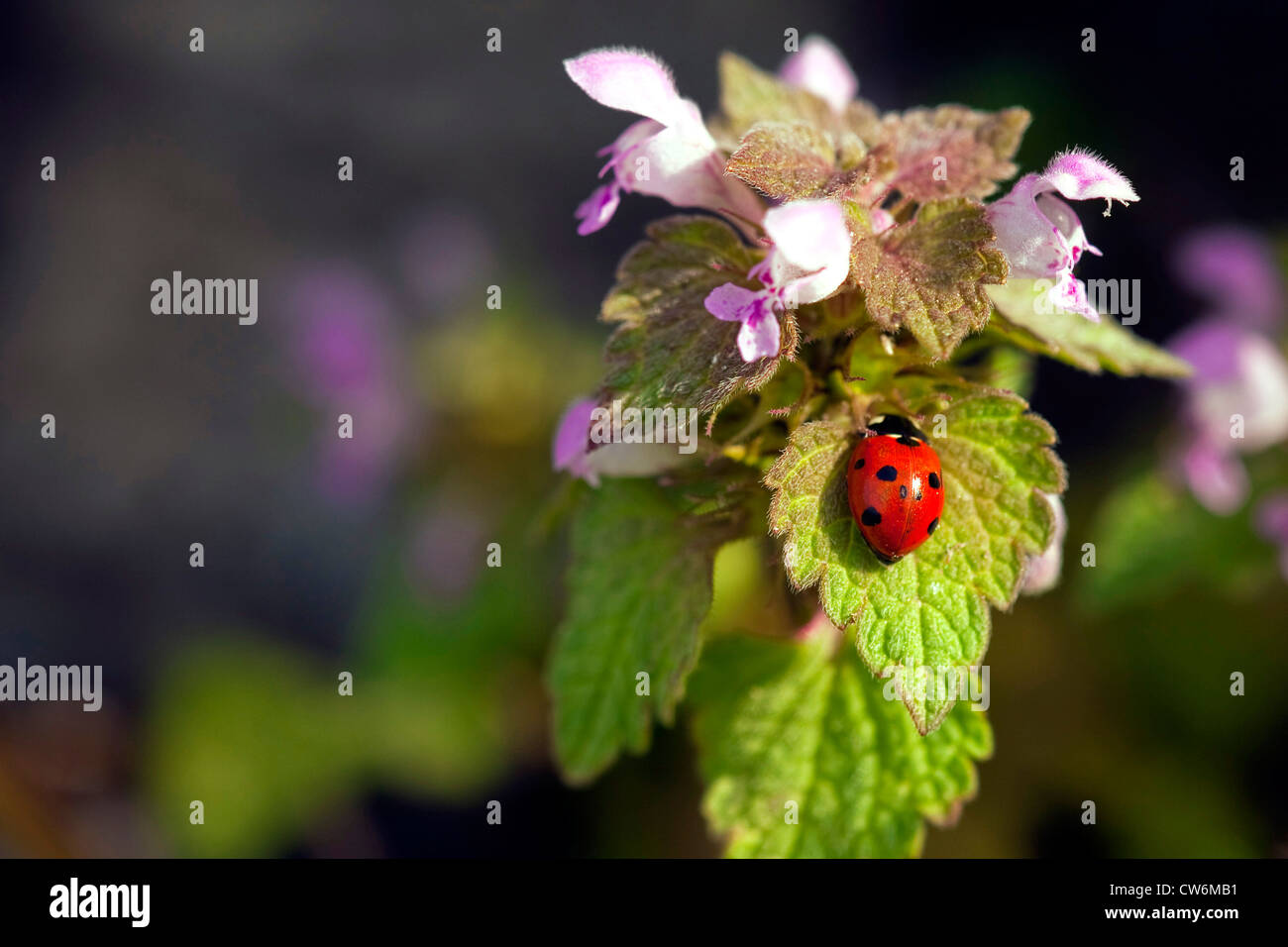 Red dead-nettle, violet deadnettle (Lamium purpureum), l'inflorescence avec sept-spot ladybird, Coccinella septempunctata, Allemagne, Bade-Wurtemberg Banque D'Images