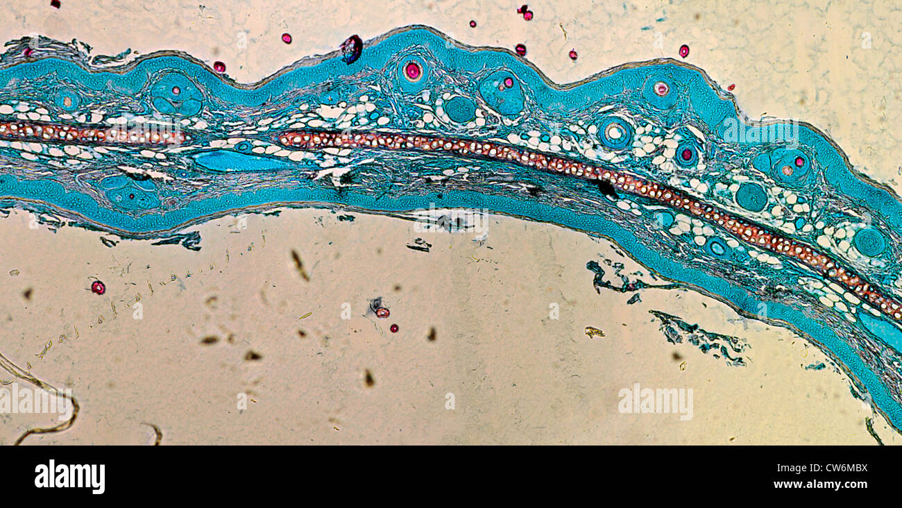Les gens, les êtres humains, les humains (Homo sapiens sapiens), connu sous le nom de tissu conjonctif dense ou Cartilage élastique jaune Banque D'Images