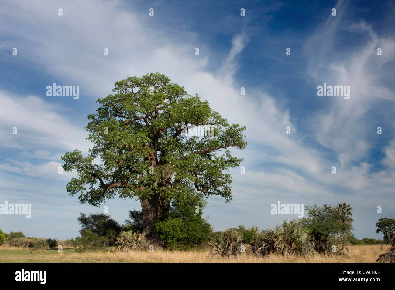 Baobab, pain de singe, singe tamarin (Adansonia spec.), à Savannah, en Namibie, le PN Mahango, Caprivi Banque D'Images