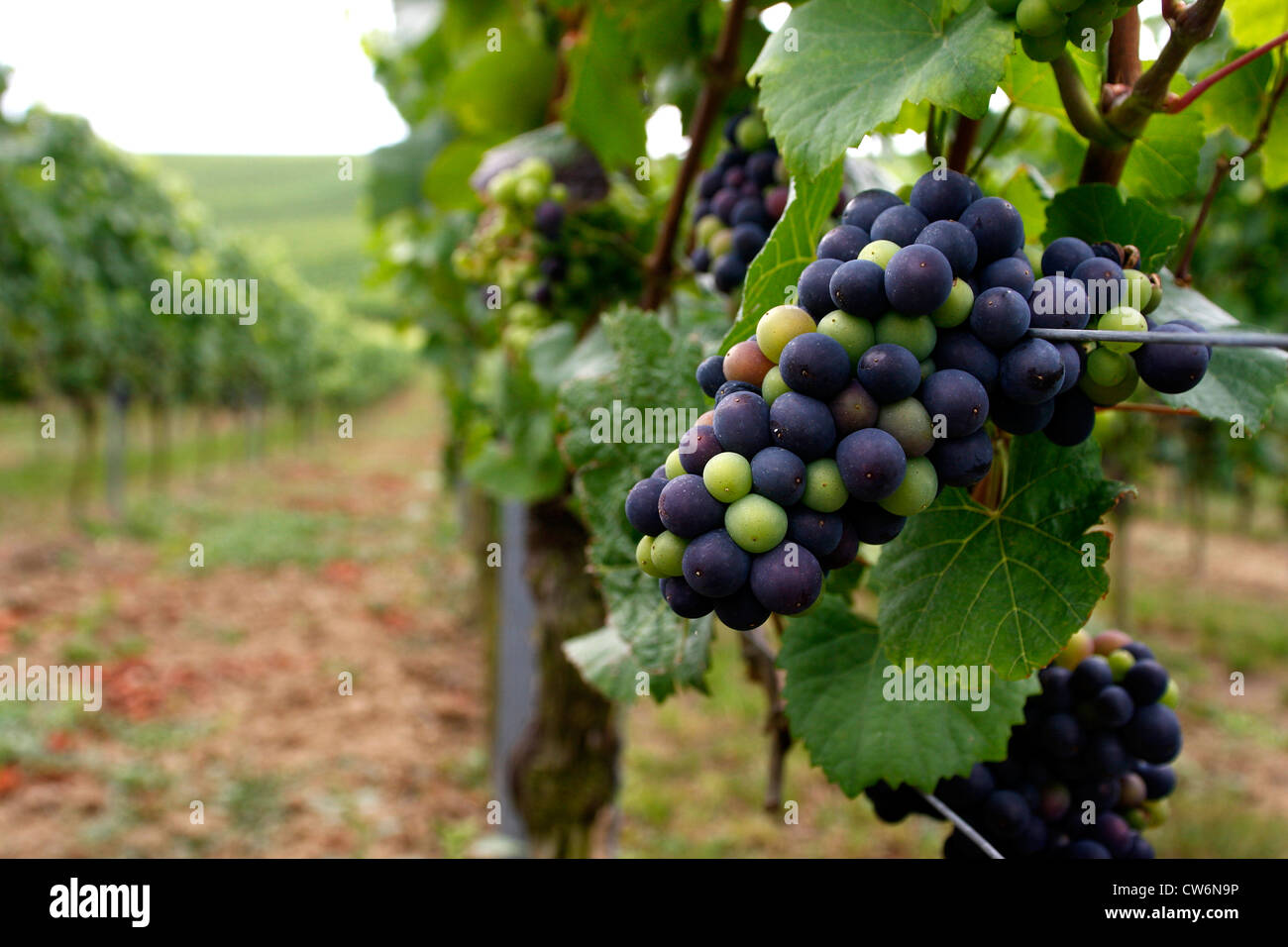 Au vue des vignes de l'intérieur d'un vignoble, l'Allemagne, Rhénanie-Palatinat Banque D'Images