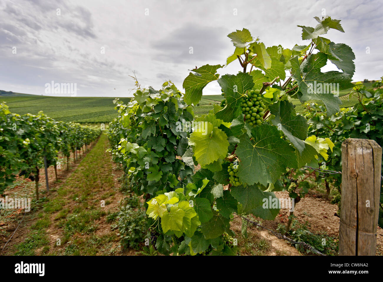 Au vue des vignes de l'intérieur d'un vignoble, l'Allemagne, Rhénanie-Palatinat Banque D'Images