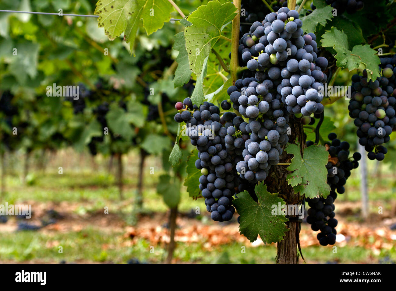 Voir à la vigne bleue de l'intérieur d'un vignoble, l'Allemagne, Rhénanie-Palatinat Banque D'Images