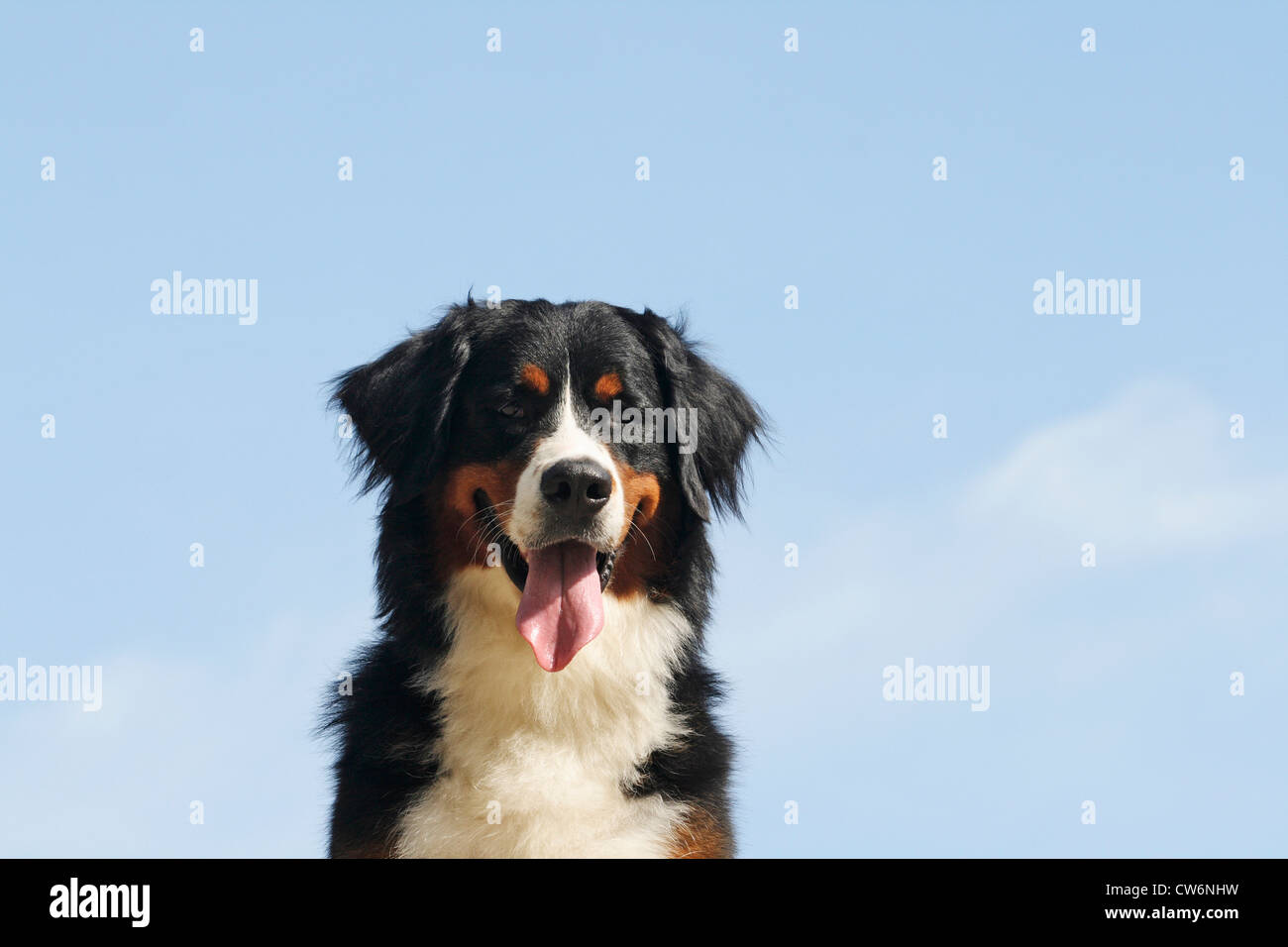 Bernois (Canis lupus f. familiaris), femelle, 17 mois, portrait Banque D'Images