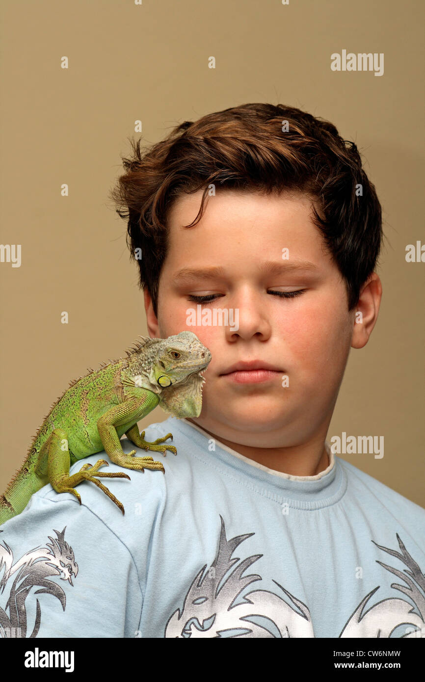 Iguane vert, Iguana iguana iguana (commune), un homme de 18 mois sur l'sholder d'un garçon Banque D'Images