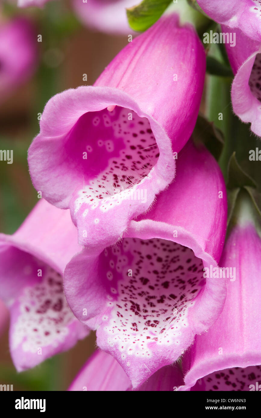 La digitale pourpre, Digitalis purpurea. UK. Banque D'Images