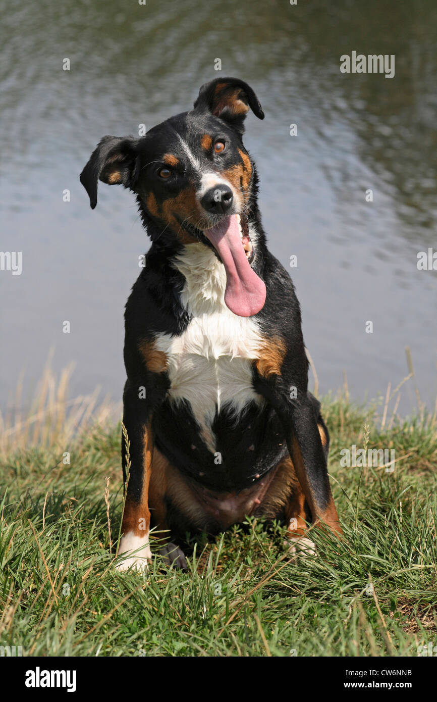 Bouvier appenzell Banque de photographies et d'images à haute résolution -  Alamy