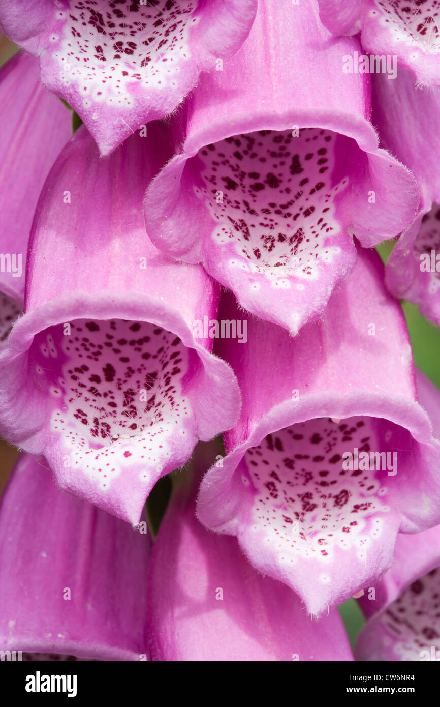 La digitale pourpre, Digitalis purpurea. UK. Banque D'Images