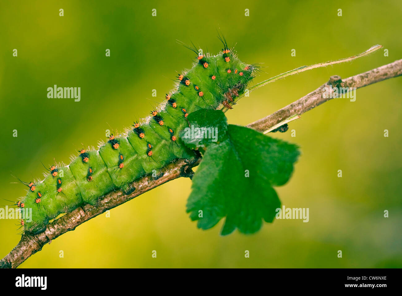 Saturnia pavonia (empereur, Eudia pavonia), Caterpillar sur une branche, l'Allemagne, Rhénanie-Palatinat Banque D'Images