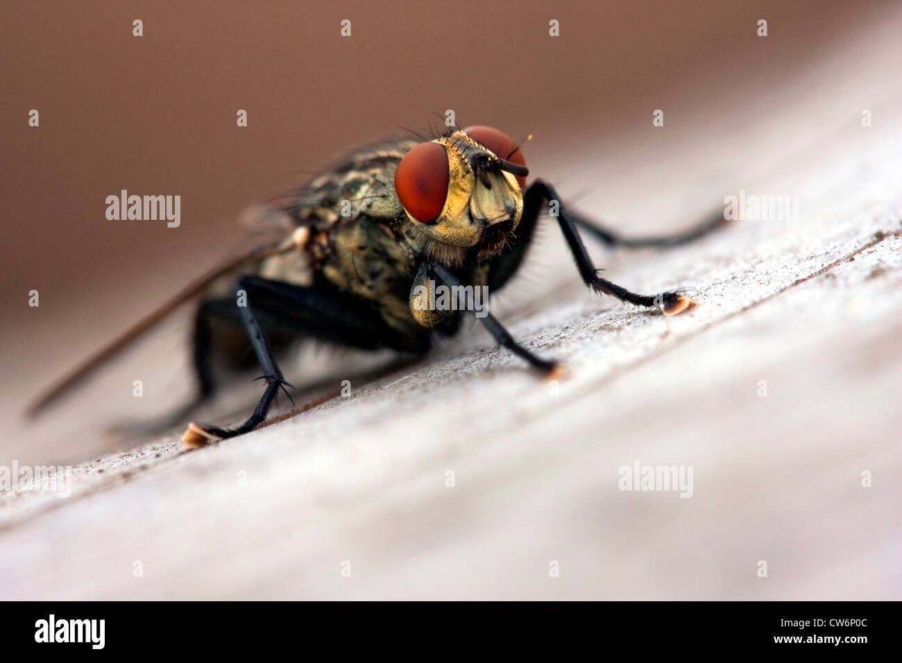 Fleshfly, chair-fly (Sarcophaga carnaria), assis Banque D'Images
