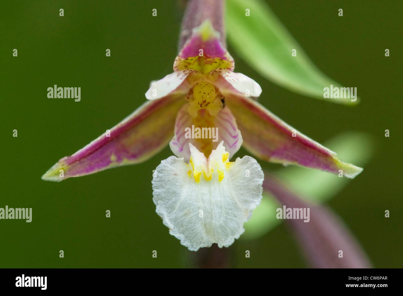 Marsh helleborine (Epipactis palustris), fleur, Allemagne, Rhénanie-Palatinat Banque D'Images