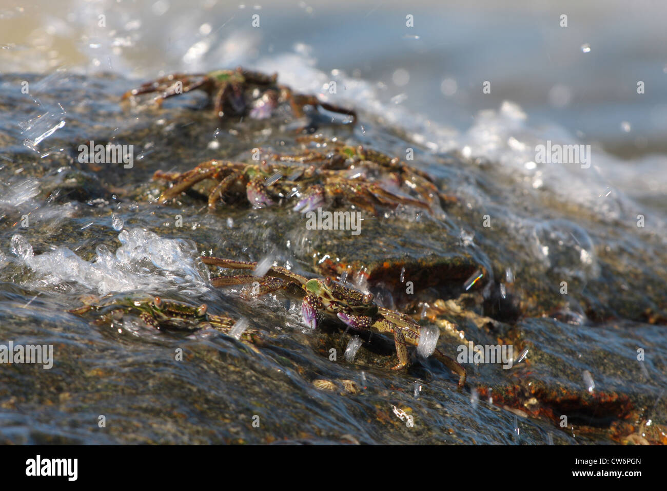 Les crabes de marais, port de crabes, de crabes Grapsus talon (spéc., Grapsidae), certains animaux sur un rocher dans le surf, la Thaïlande, Phuket, Khao Sok NP Banque D'Images