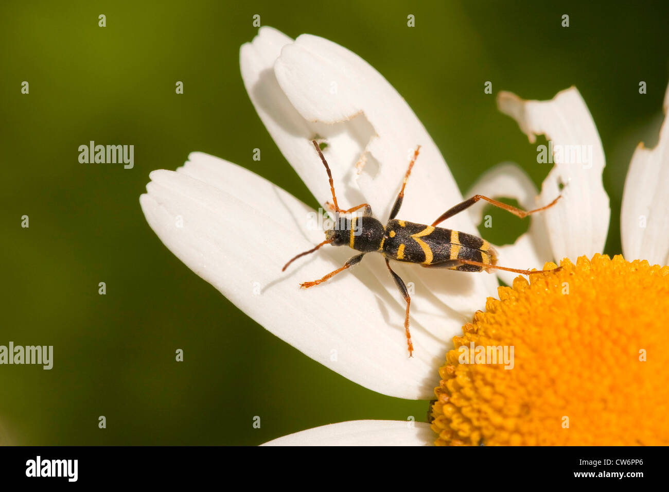Wasp beetle (Clytus arietis), assis sur fleur blanche, l'Allemagne, Rhénanie-Palatinat Banque D'Images