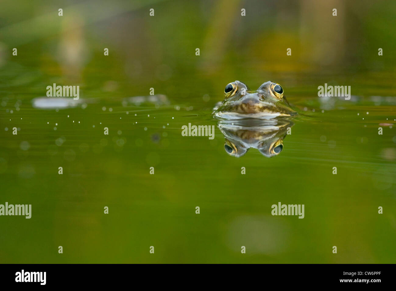 Piscine grenouille, peu waterfrog (Rana lessonae, Pelophylax lessonae), assis dans l'eau peu profonde avec seulement la tête qui avance, l'Allemagne, Rhénanie-Palatinat Banque D'Images