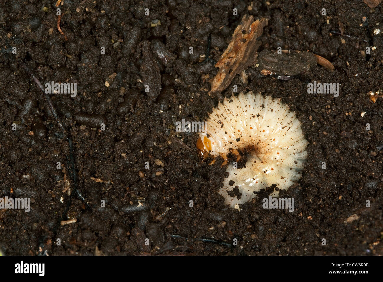 Ermite beetle (Osmoderma eremita), la larve en cassant du bois de chêne, Allemagne Banque D'Images