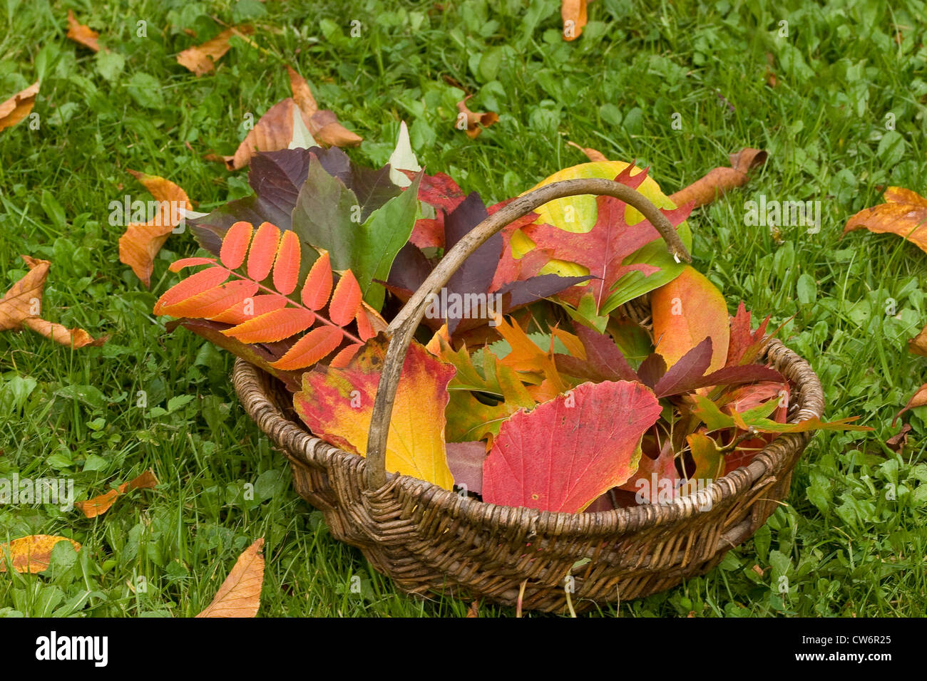 Colorfoul les feuilles d'automne dans un panier, Allemagne Banque D'Images