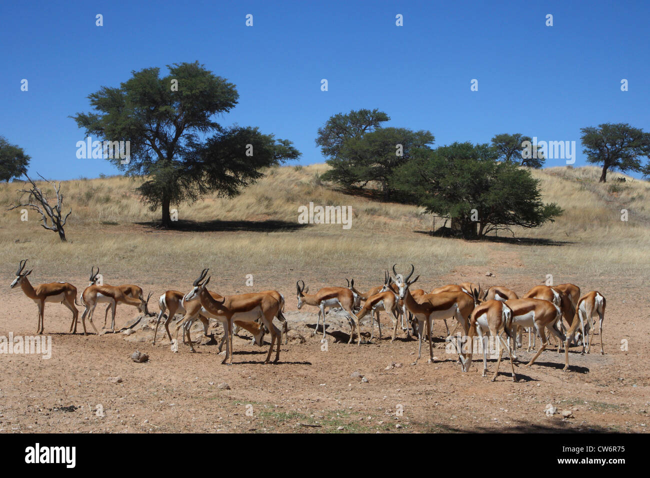 Springbuck, springbok (Antidorcas marsupialis), troupeau dans un paysage de steppe avec arbres isolés, Afrique du Sud, le parc transfrontalier Kgalagadi NP Banque D'Images