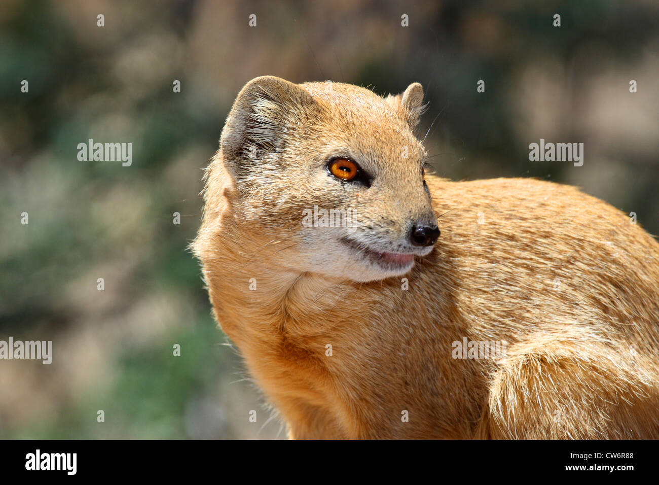 (Cynictis penicillata mangouste jaune), portrait, Afrique du Sud, le parc transfrontalier Kgalagadi NP Banque D'Images
