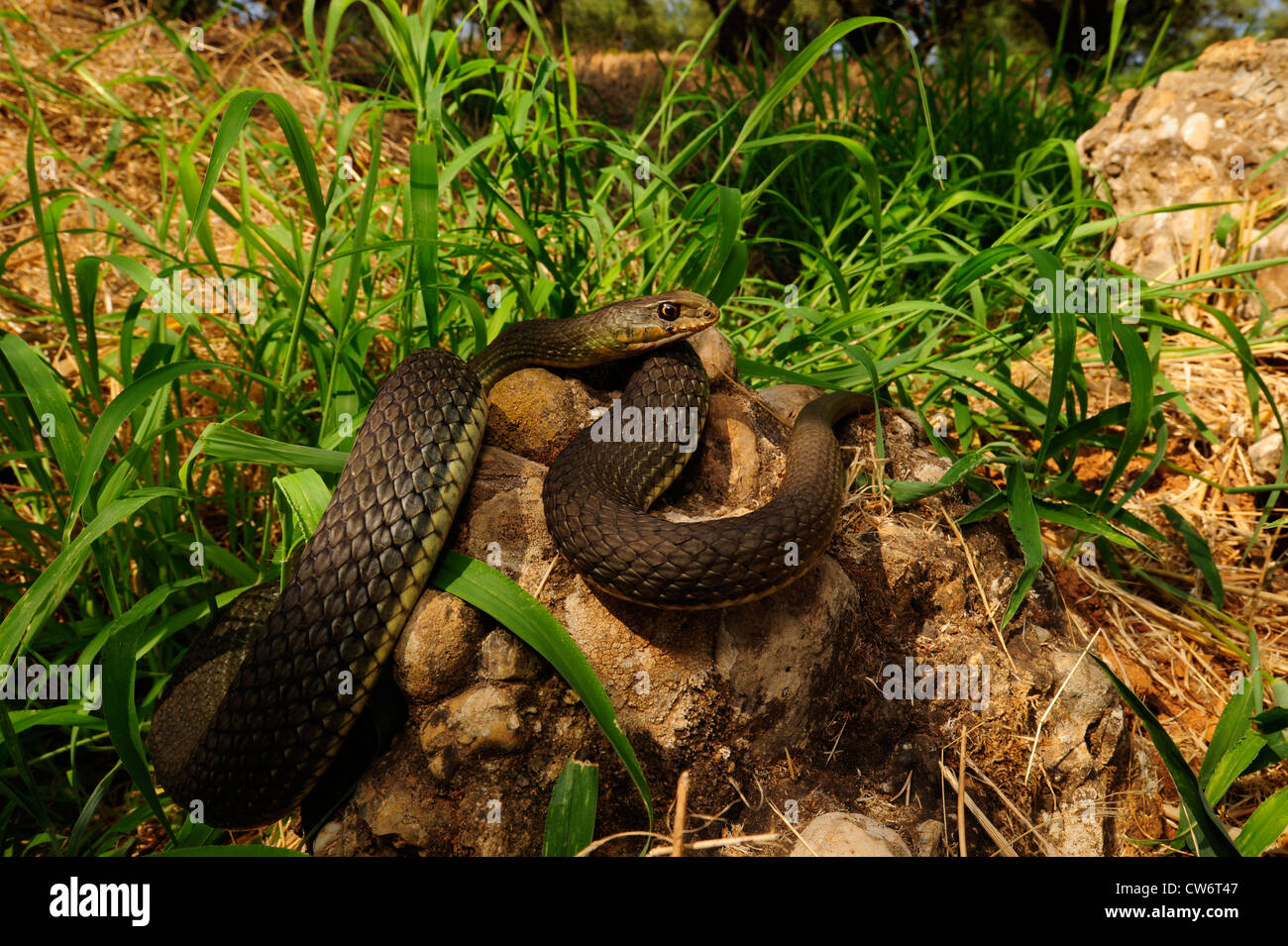 L'Est de Montpellier (Malpolon insignitus Couleuvre Malpolon monspessulanus insignitus,), sur un rocher, la Grèce, Péloponnèse, Messinien Banque D'Images