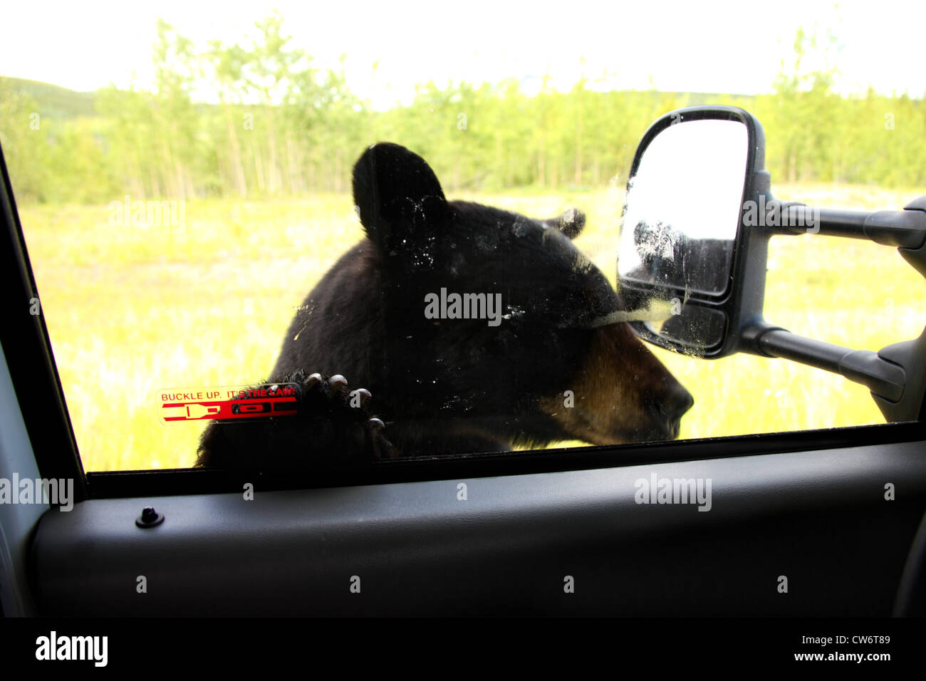Ours noir (Ursus americanus), sur une route, Canada Banque D'Images