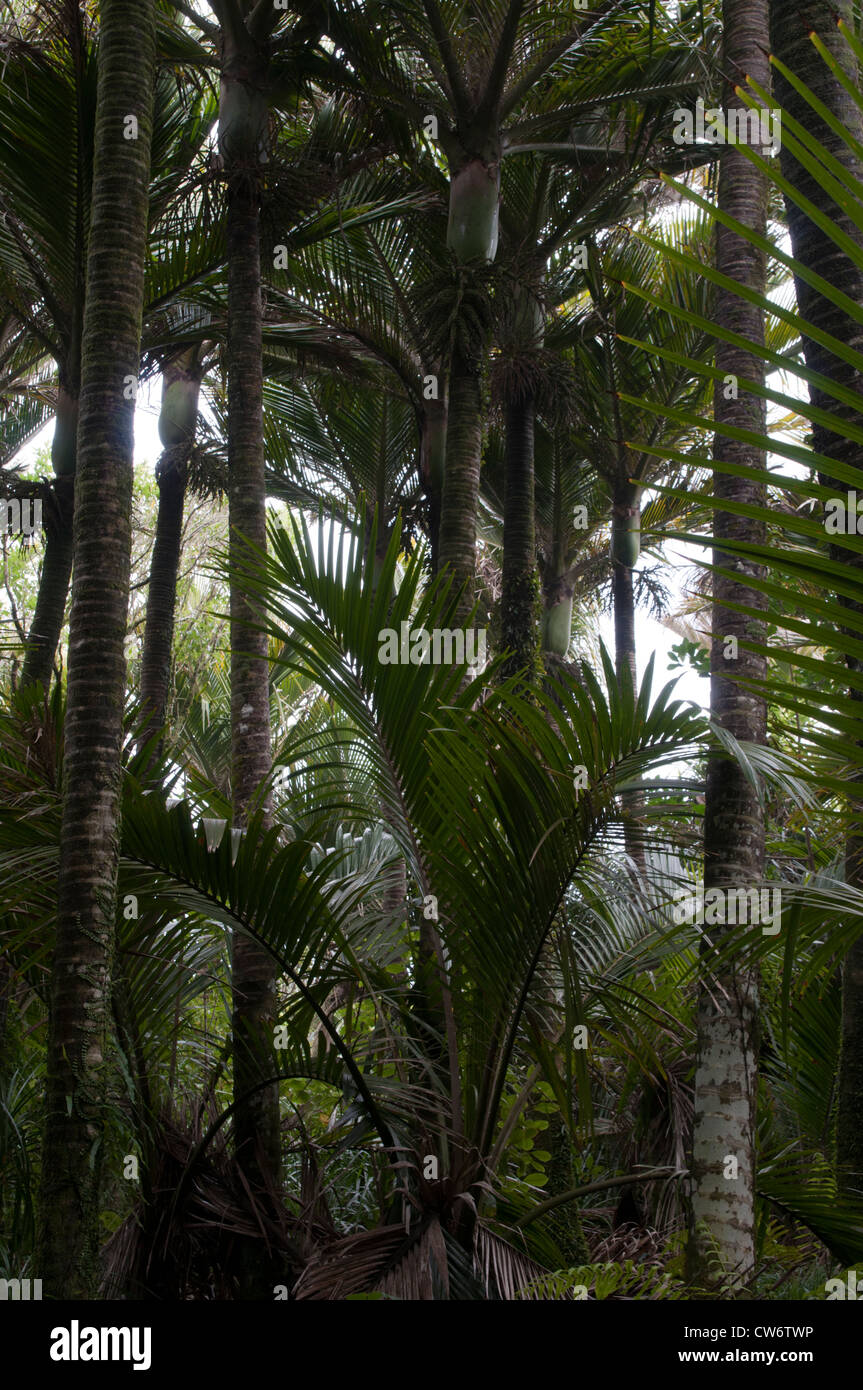 Le Nikau palm est endémique de Nouvelle-Zélande et est la plus au sud du monde palmier. Nikau-Palme endemisch ist die dans États-unis : Banque D'Images