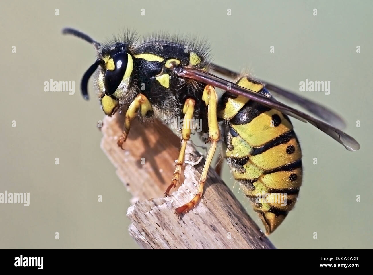 Vespula germanica Banque D'Images