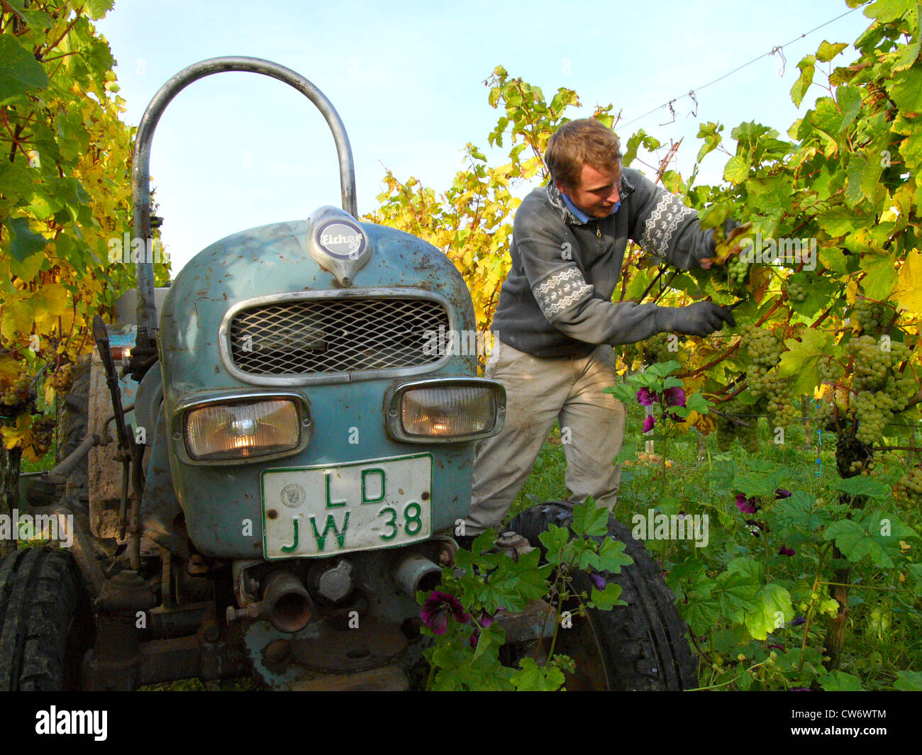 Vigne raisin, vigne (Vitis vinifera), vieux tracteur entre vignes, Allemagne, Rhénanie-Palatinat Banque D'Images