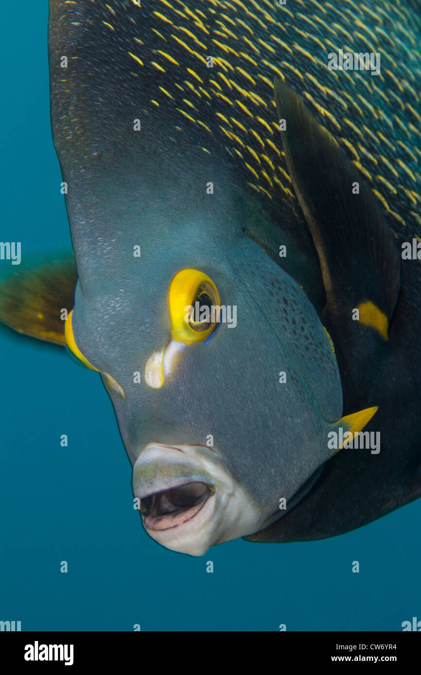Libre de angelfish Français Banque D'Images