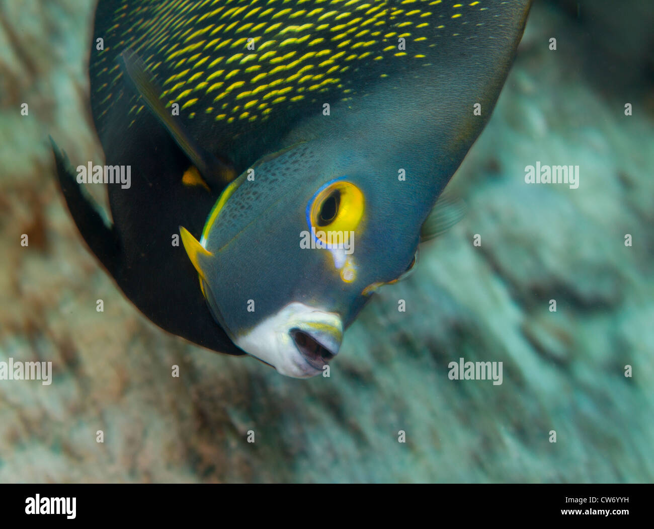 Angelfish français, Bonaire Banque D'Images