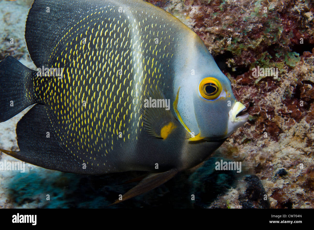 Intermédiaire français anges sur coral reef Banque D'Images