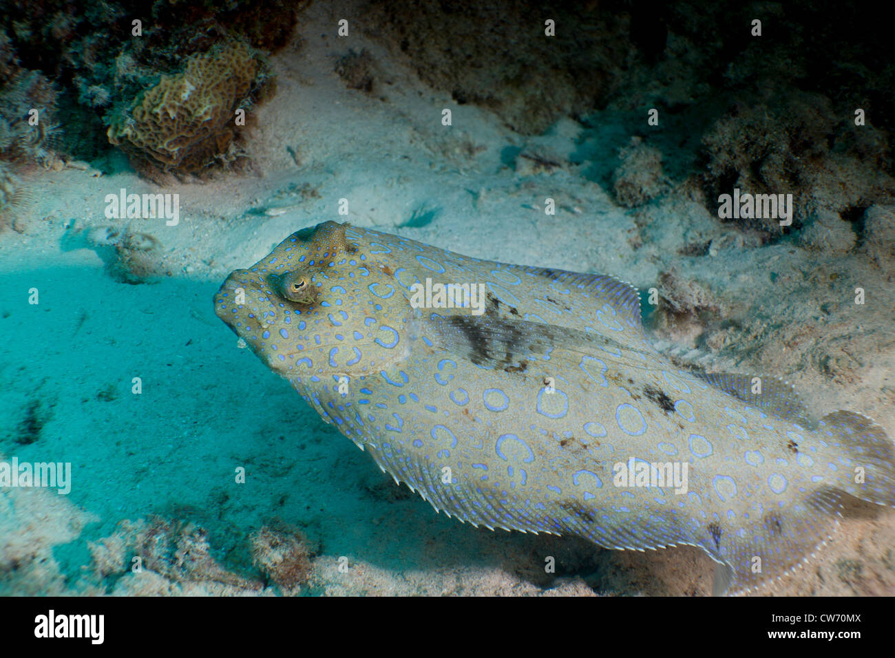 Peacock patauger dans le sable Banque D'Images