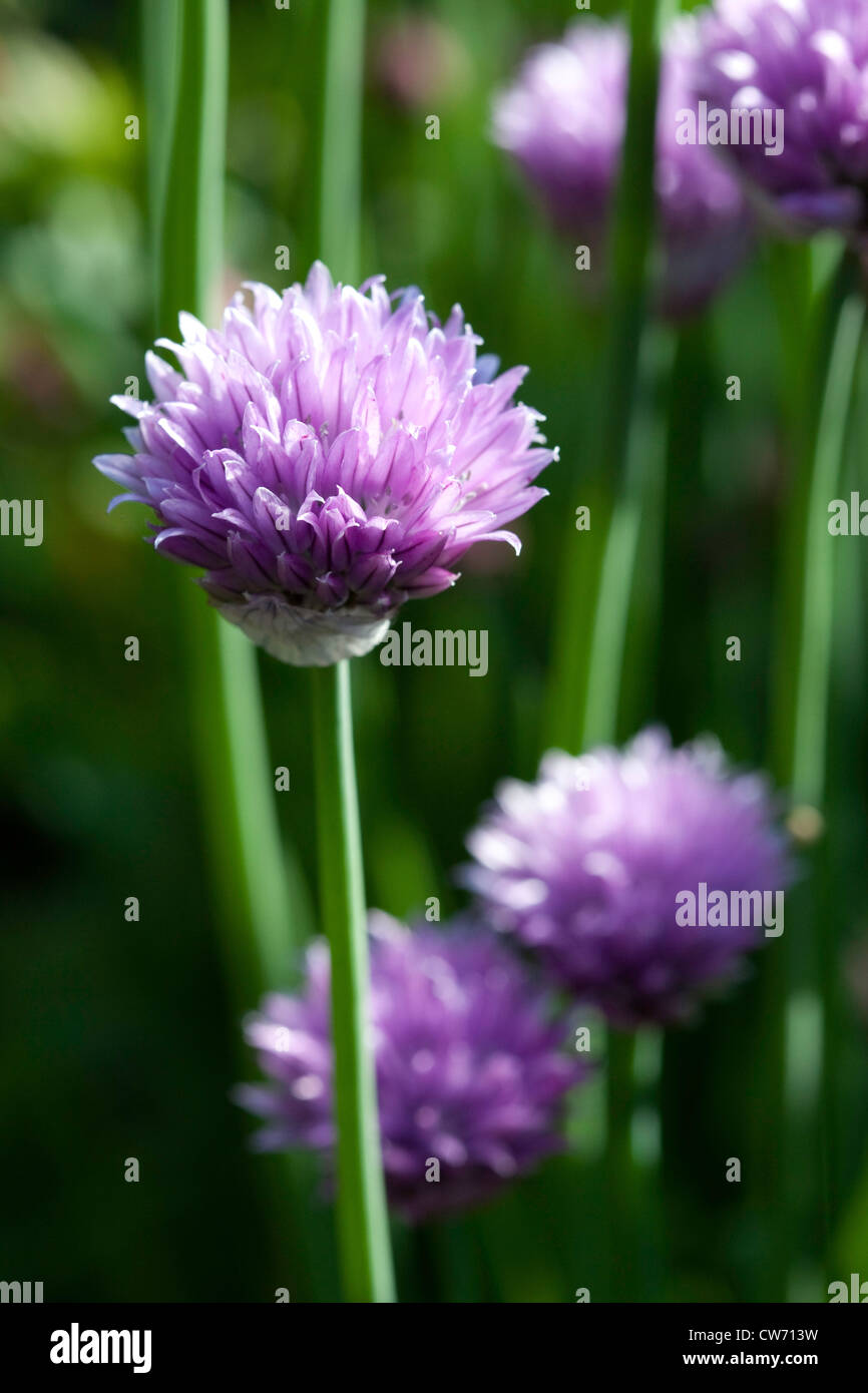 La ciboulette (Allium schoenoprasum) Banque D'Images