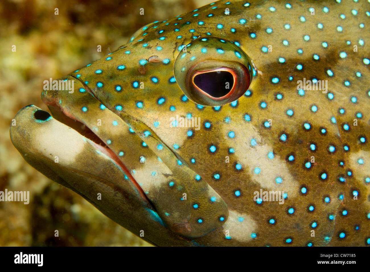 Gros plan du visage de Coney. Banque D'Images