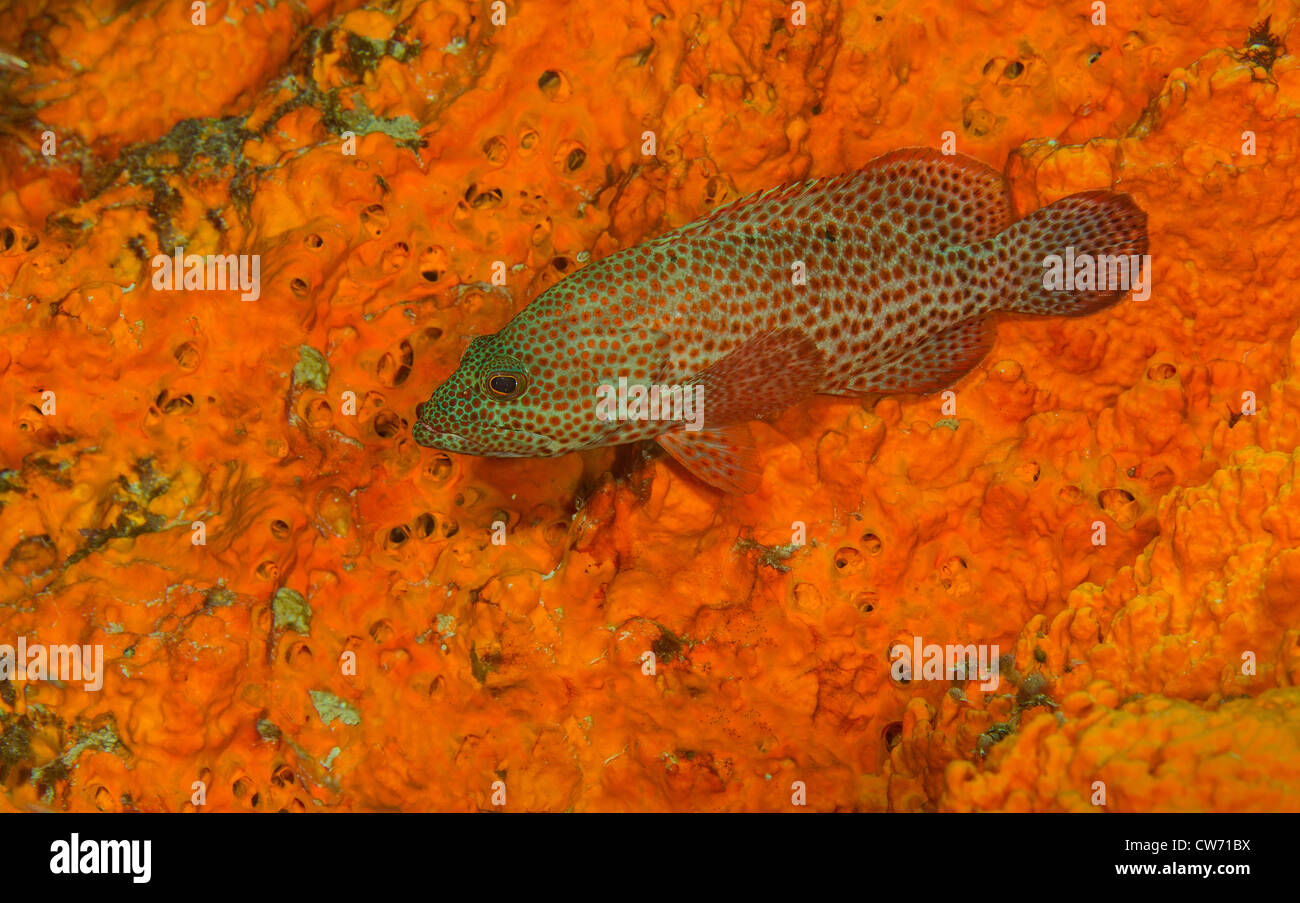 Hind rouge reposant sur la mousse Banque D'Images