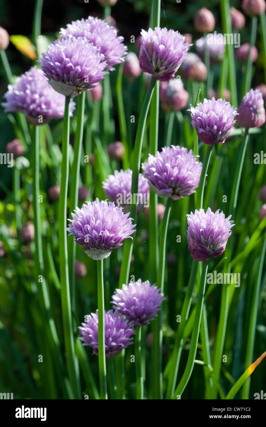 La ciboulette (Allium schoenoprasum) Banque D'Images