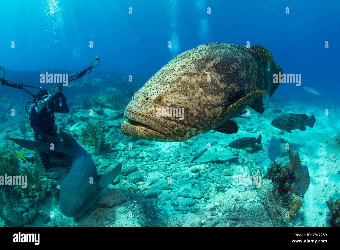 Photographe sous-marin avec de grands animaux marins Banque D'Images