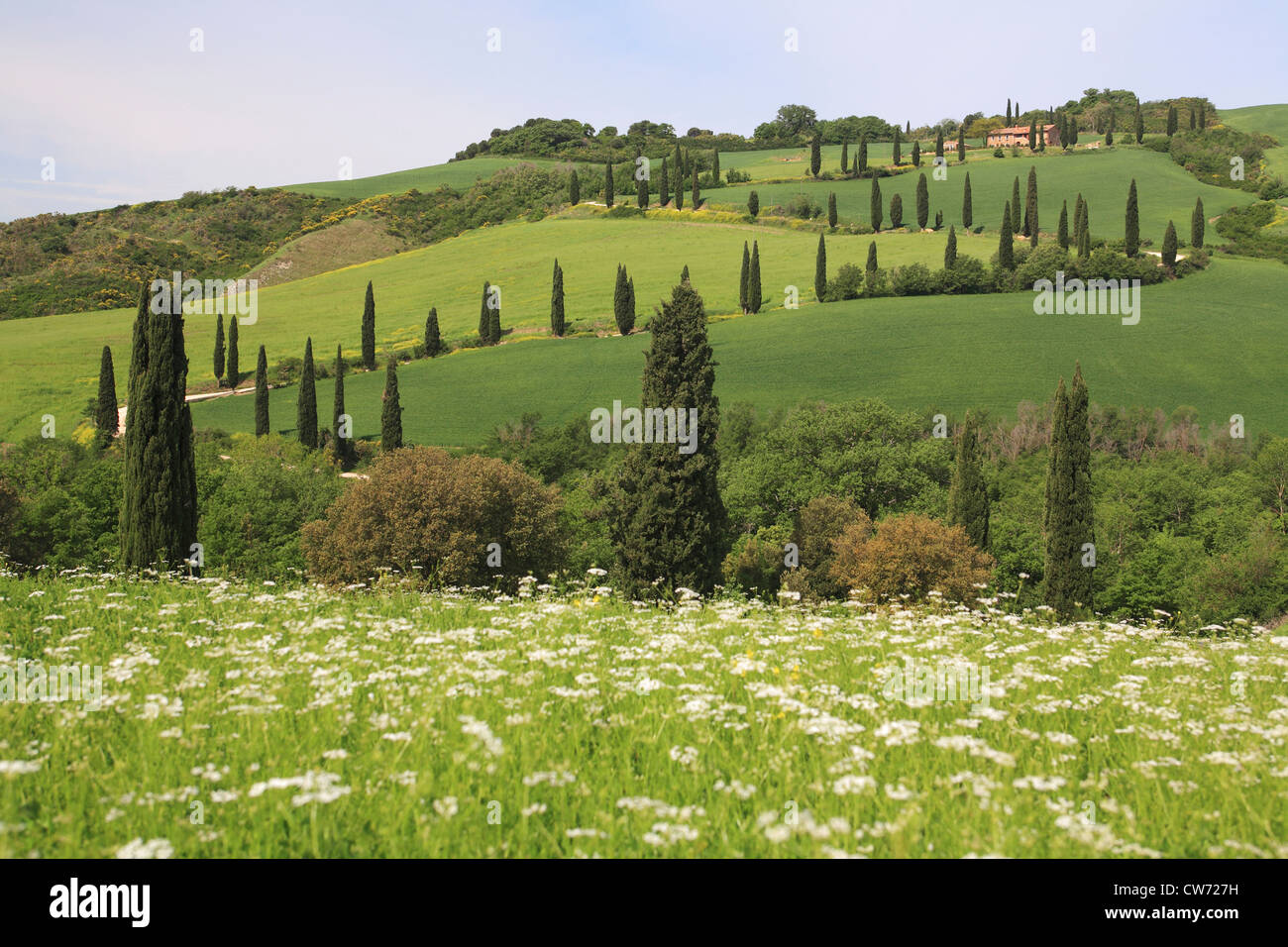 Paysage vallonné avec flower meadow et route de campagne avec des cyprès, Italie, Toscane Banque D'Images