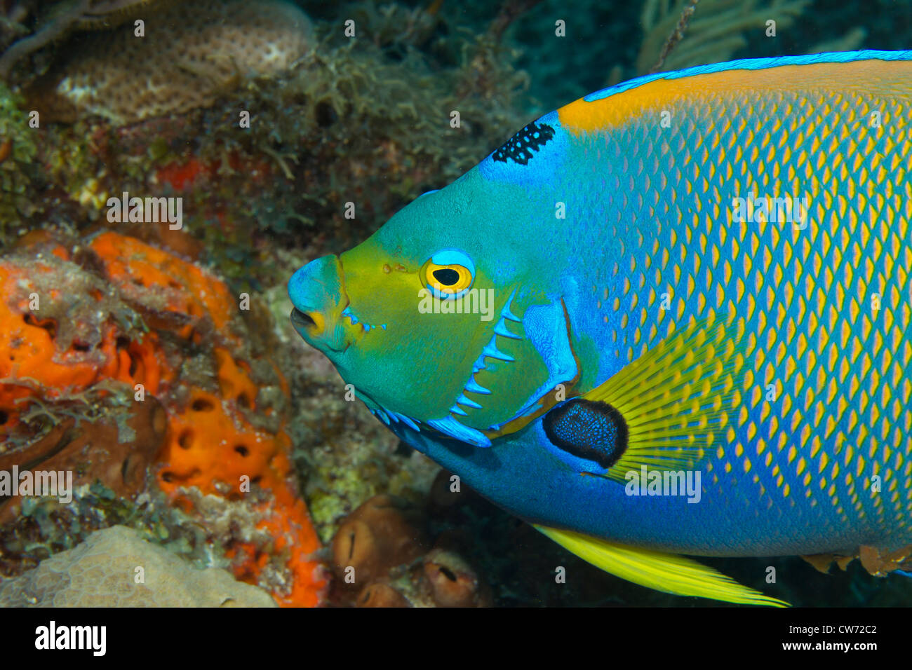 Les récifs coralliens sur Queen angelfish Banque D'Images